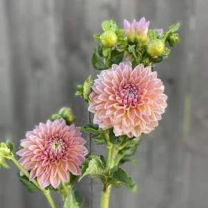 Castle Drive arranged in a wildflower inspired bouquet
