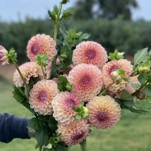 Clearview Peachy arranged in a wildflower inspired bouquet