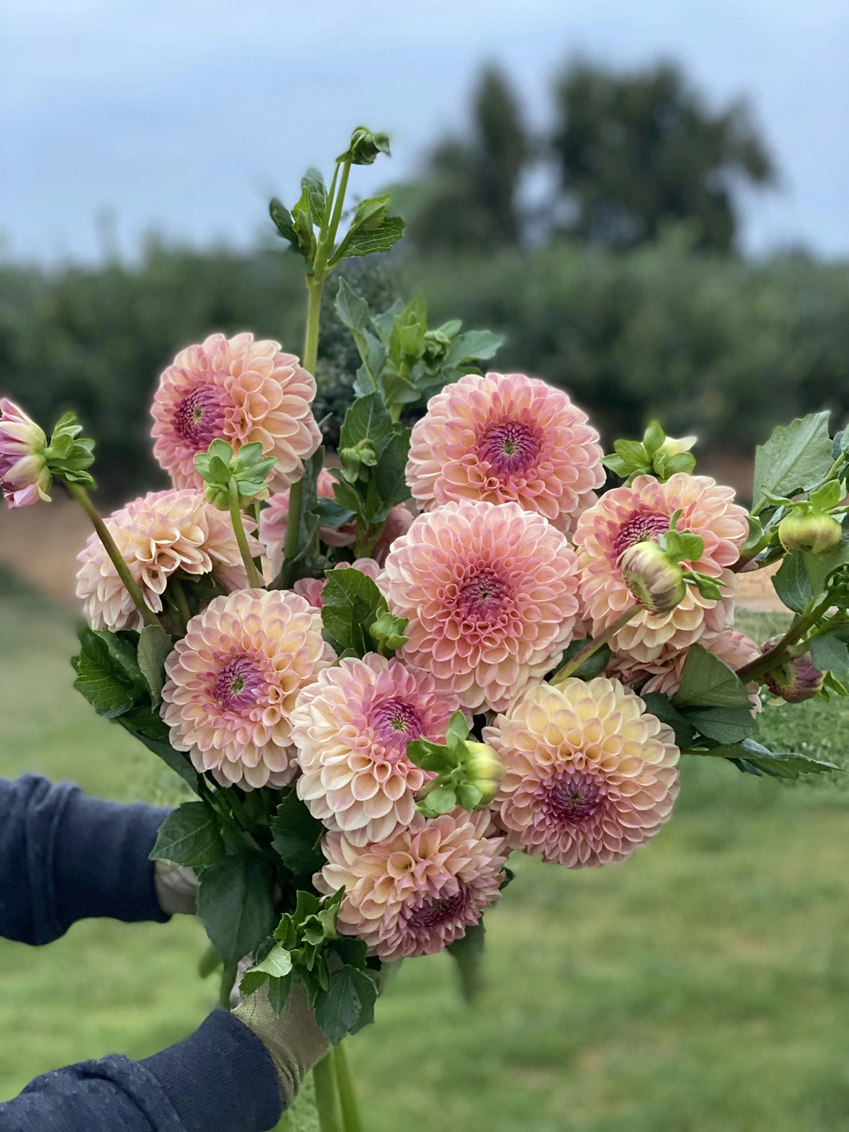 Clearview Peachy arranged in a wildflower inspired bouquet