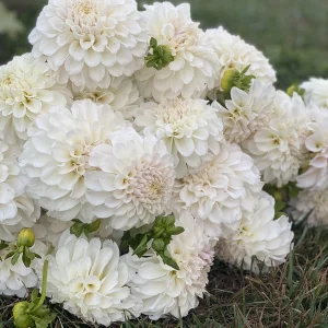 Irish Ruffles Bouquet arranged in a wildflower inspired bouquet