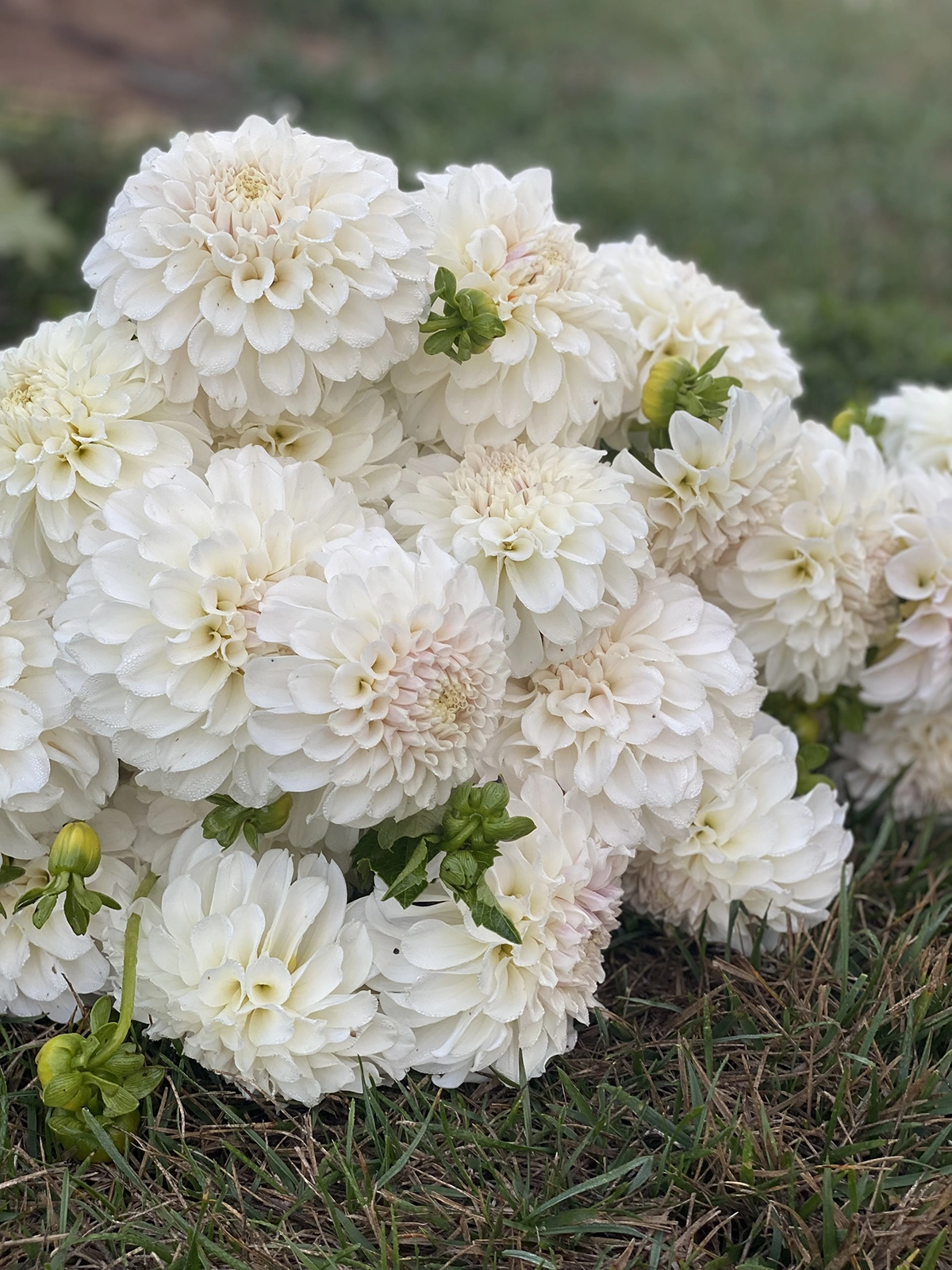 Irish Ruffles Bouquet arranged in a wildflower inspired bouquet