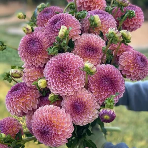Jowey Winnie floral bouquet