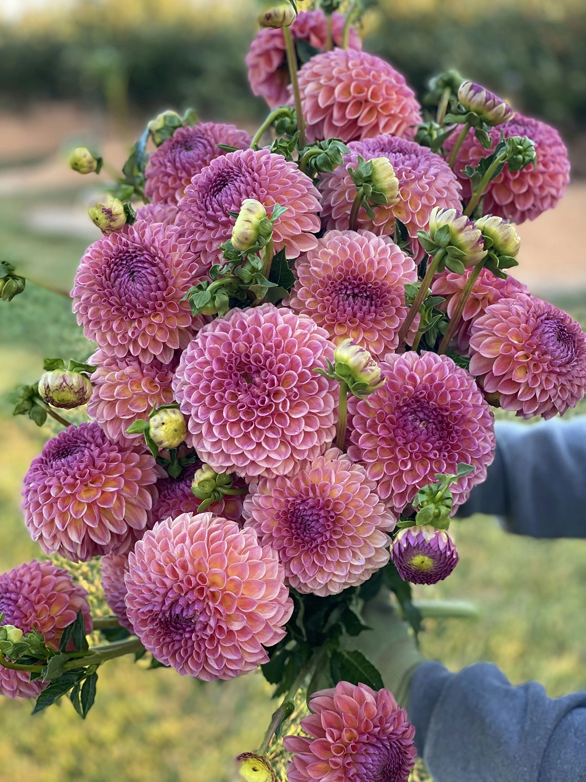 Jowey Winnie floral bouquet