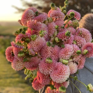 Linda's Baby Bouquet