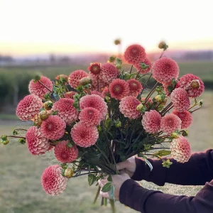 Rose Toscano 'Rosie' flower bouquet featuring soft blush roses in a garden style arrangement