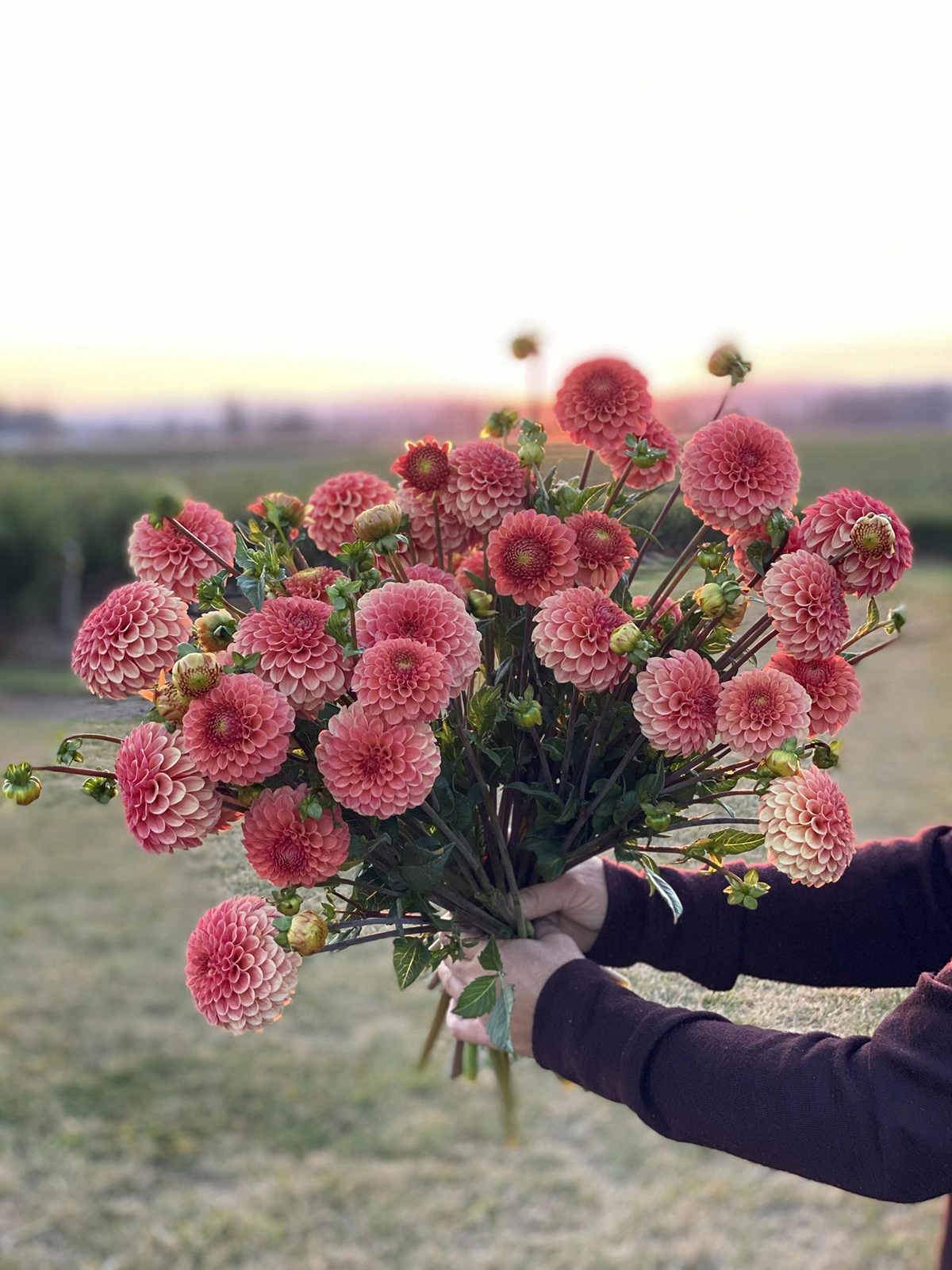 Rose Toscano 'Rosie' flower bouquet featuring soft blush roses in a garden style arrangement