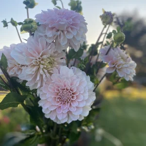 Sweet Nathalie dahlias blooming in a soft pink cluster