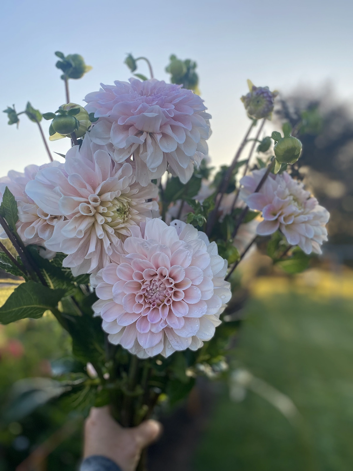 Sweet Nathalie dahlias blooming in a soft pink cluster